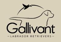 Gallivant Labradors image 1